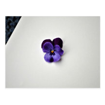 Purple flower on white background post cards