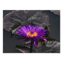 Purple Flower Photo Art