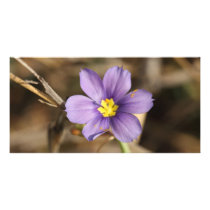 Purple Flower Photo Cards