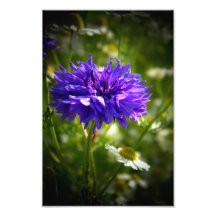 Purple Flower Photo Print