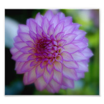 Purple Flower Photo Print