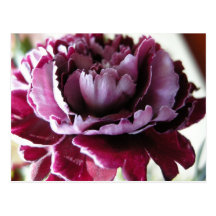 purple flower post card