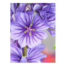 purple flower post card