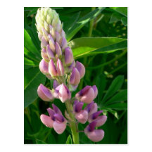 purple flower post card