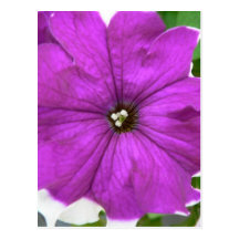 purple flower post card