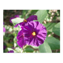 Purple flower post card