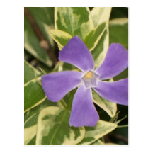 Purple Flower Post Card