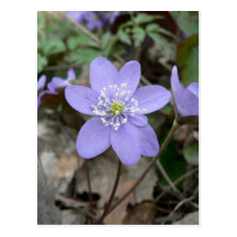 purple flower post card