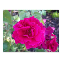 Purple flower post cards