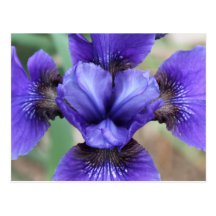 Purple flower post cards