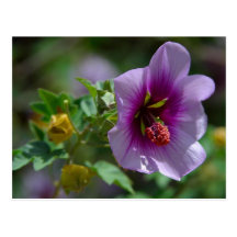 purple flower post cards