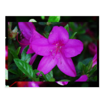 Purple Flower Post Cards