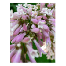 purple flower post cards
