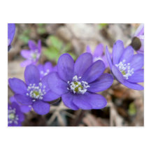 purple flower post cards