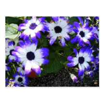 Purple Flower Post Cards