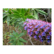 Purple Flower Post Cards