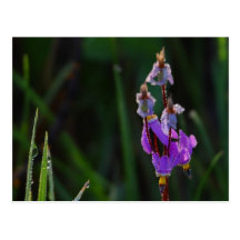 purple flower postcard