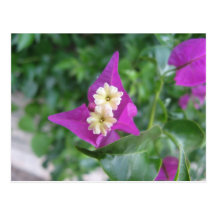Purple Flower Postcard
