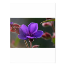 Purple Flower Postcard