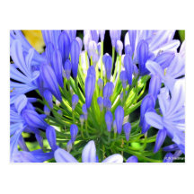 Purple Flower Postcard