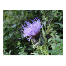Purple Flower Postcard