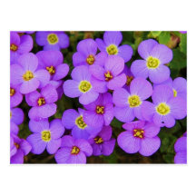 Purple flower postcard
