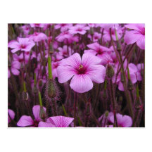 purple flower postcard