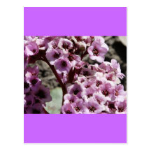 purple flower postcard