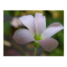 Purple flower postcard