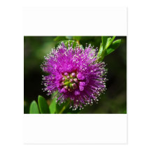 purple flower postcards