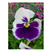 purple flower postcards