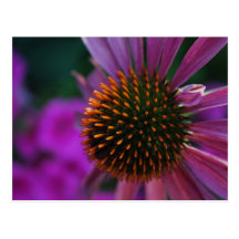 Purple Flower Postcards