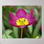 Purple Flower Poster