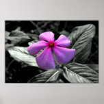 Purple Flower