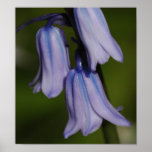 Purple Flower Poster