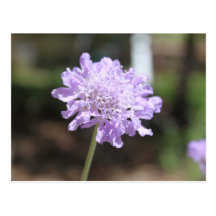 purple flower power post card