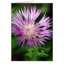Purple Flower, S Cyr Greeting Card