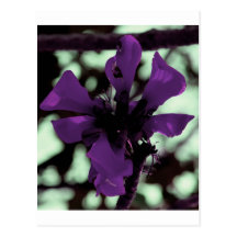 Purple Flower Thing Postcards