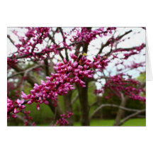 Purple Flowering Tree Branch in Spring Cards