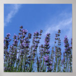 Purple Flowers Against Sky Poster