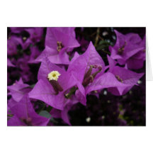 Purple flowers | Card
