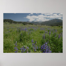 Purple Flowers in Lamar Valley Print
