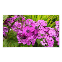 Purple Flowers in San Francisco Photo Print