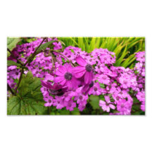 Purple Flowers in San Francisco Photo Print