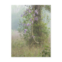 Purple flowers in woodland post card