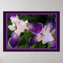 Purple Flowers Large Print