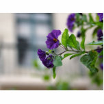 Purple Flowers On Balcon Cut Out