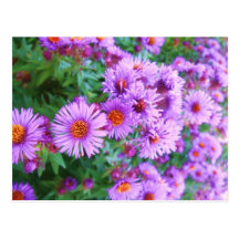 Purple Flowers Post Card