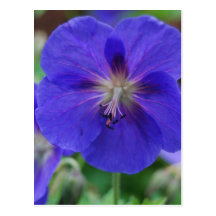 purple flowers post card
