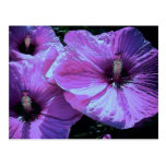 Purple Flowers Post Cards
